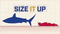 Size It Up